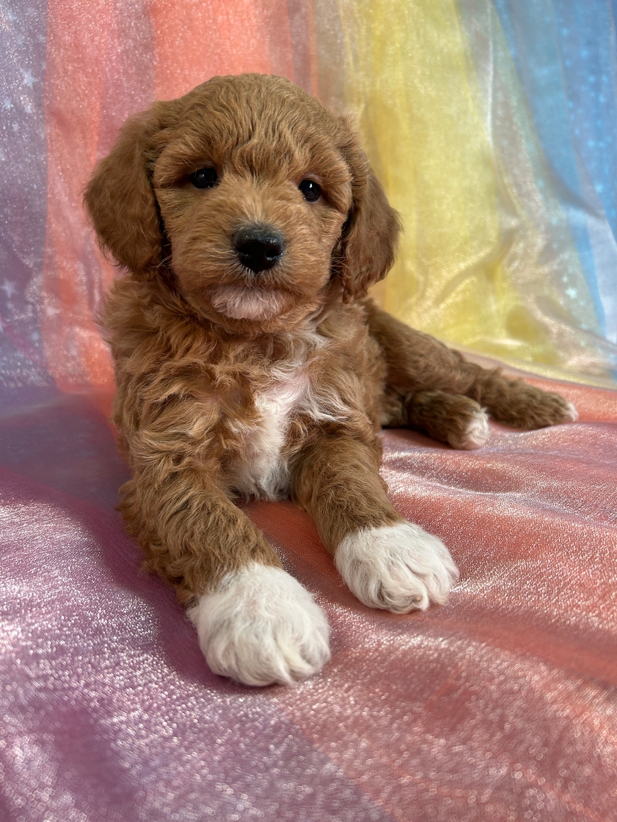 Male Red and White Bichon Poodle DOB 1-15-2025 $950